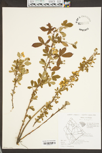 Rubus argutus image