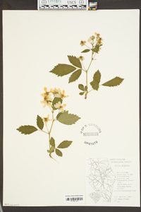 Rubus argutus image