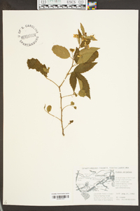 Rubus argutus image