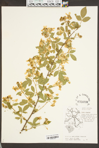 Rubus argutus image