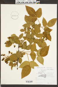 Rubus argutus image