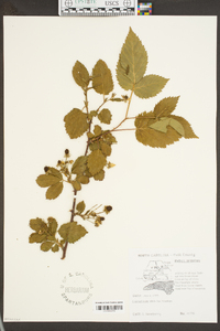 Rubus argutus image