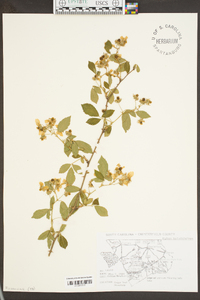 Rubus argutus image