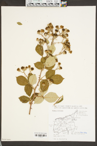 Rubus bifrons image