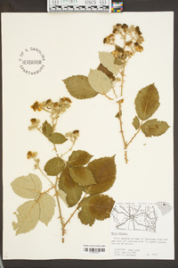 Rubus bifrons image