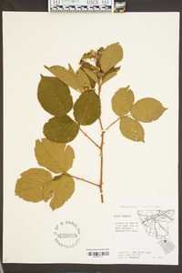 Rubus bifrons image