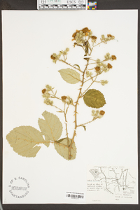 Rubus bifrons image