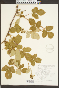 Rubus bifrons image