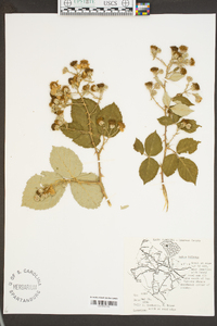 Rubus bifrons image