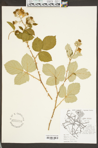 Rubus bifrons image