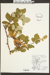 Rubus bifrons image