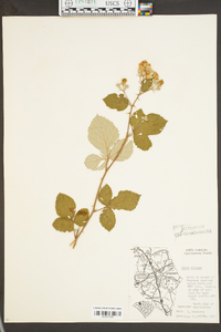 Rubus bifrons image