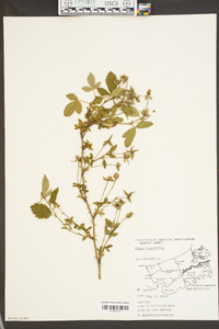 Rubus cuneifolius image