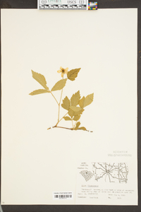 Rubus flagellaris image