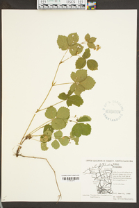 Rubus flagellaris image