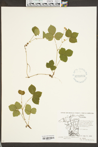 Rubus flagellaris image