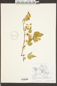 Rubus flagellaris image