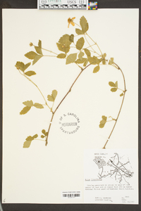 Rubus flagellaris image