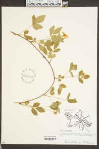 Rubus flagellaris image