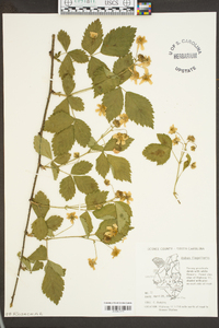 Rubus flagellaris image