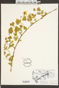 Rubus flagellaris image