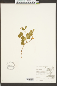 Rubus hispidus image