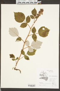 Rubus phoenicolasius image