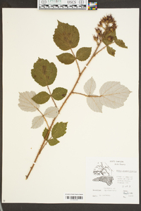 Rubus phoenicolasius image