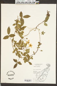 Rubus trivialis image