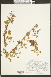 Rubus trivialis image