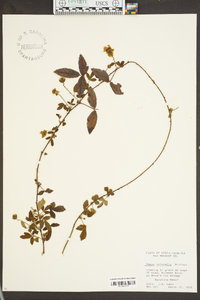 Rubus trivialis image