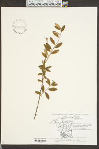 Spiraea tomentosa image