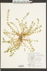 Cruciata pedemontana image