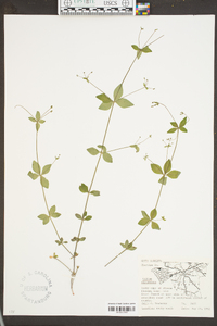 Galium circaezans image