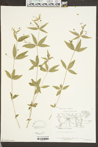 Galium latifolium image