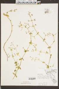 Galium pilosum image