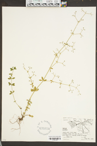 Galium pilosum image