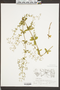 Galium pilosum image