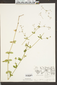 Galium pilosum image