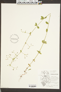 Galium pilosum image