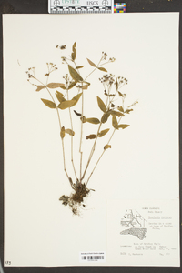 Houstonia purpurea image