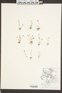 Houstonia pusilla image