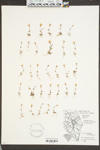 Houstonia pusilla image