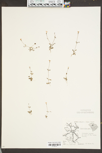 Houstonia pusilla image