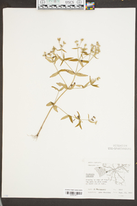 Houstonia purpurea image