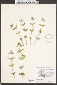 Houstonia purpurea image