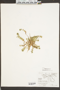 Sherardia arvensis image