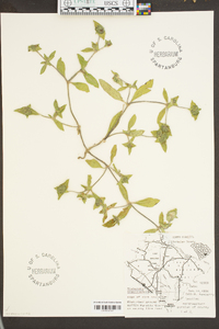 Richardia brasiliensis image