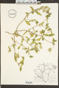 Richardia brasiliensis image