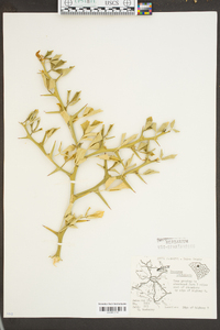 Poncirus trifoliata image